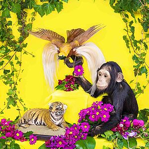 Bild mit gelben Hintergrund mit hängenden Pflanzen und einem Affen, einem Löwenbaby und einem Vogel