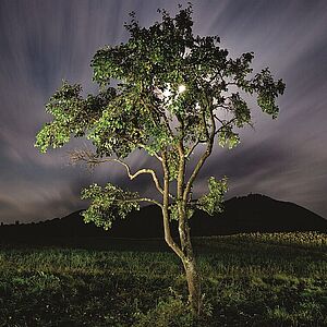 grüner Baum in grüner Landschaft, hinter der Baumkrone der Mond dessen Licht durchschimmert 