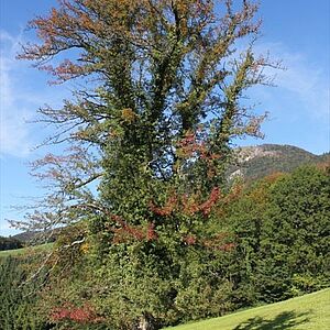 Ein Birnbaum beim Hofstetter am Gaisberg
