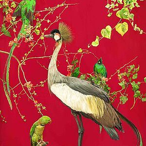 Bild mit rotem Hintergrund und verschieden Vögel