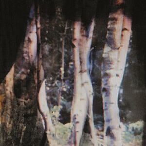 abstrakte Fotografie: Birkenstämme eines lichten Waldes die durch eine formlose Kontur durchscheinen