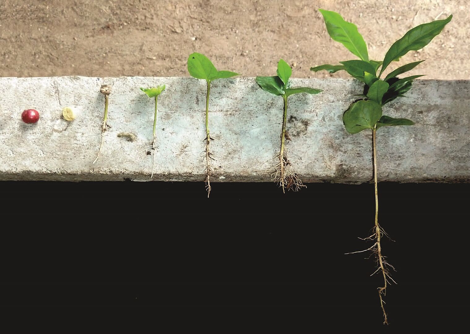 Bild einer Kaffepflanze in unterschiedlichen Wachstumsstadien vom Samen bis zur Pflanze mit Wurzeln und Blätternr 