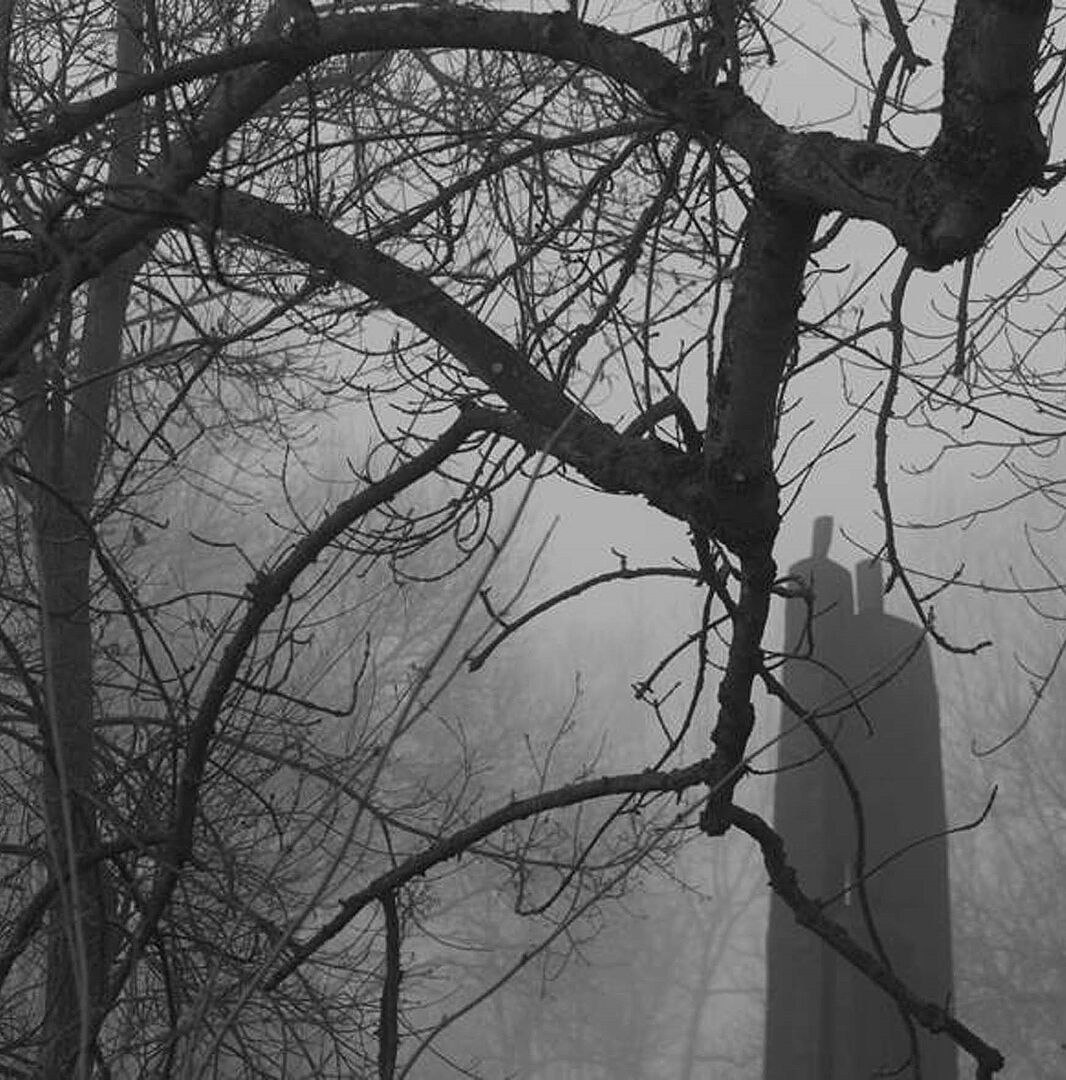 schwarz-weiß Fotografie kahler Bäume im Nebel
