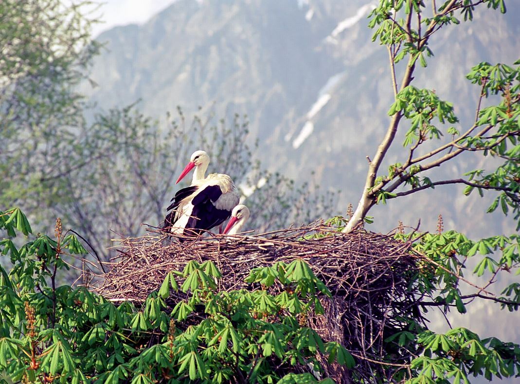 Ein Storch des Hellbrunner zoos welcher am Hellbrunnerberg beherbergt wird