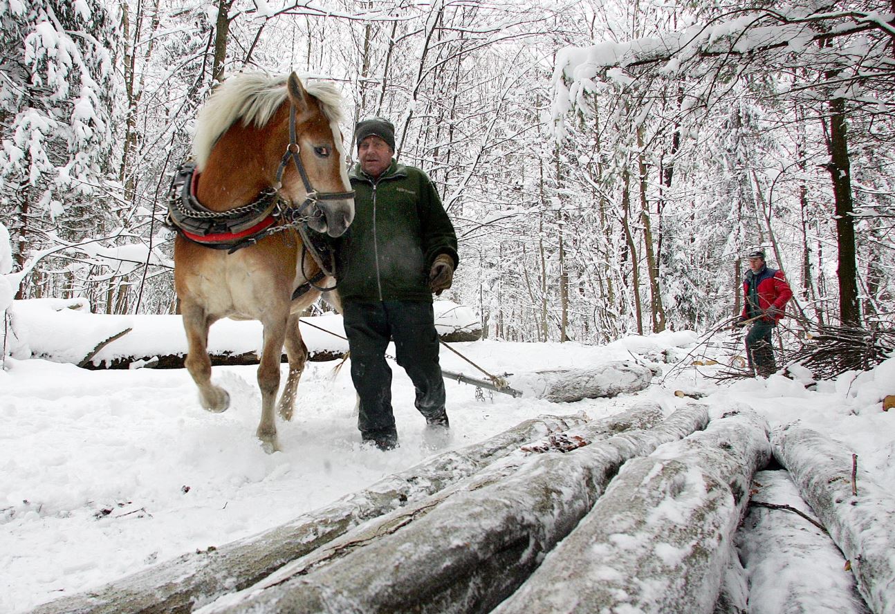 Waldarbeiten im Winter mit Pferd
