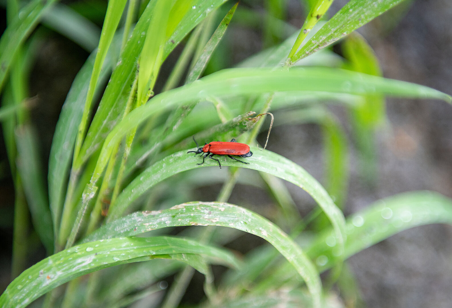 Nahaufnahme eines roten Käfer auf einem Grashalmen inmitten einer Wiese