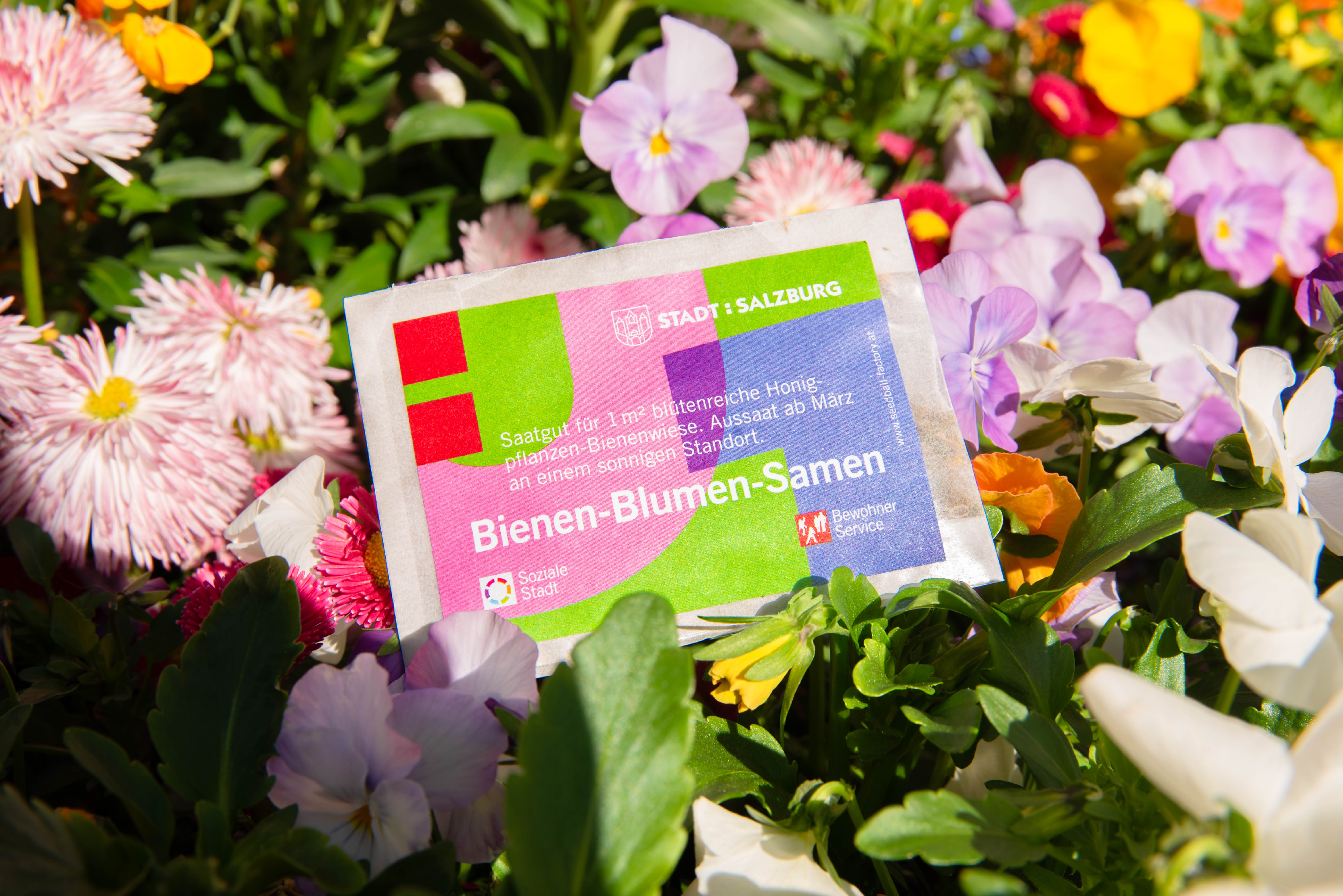 Bienen Blumen Samen Bienen Blumen Samen