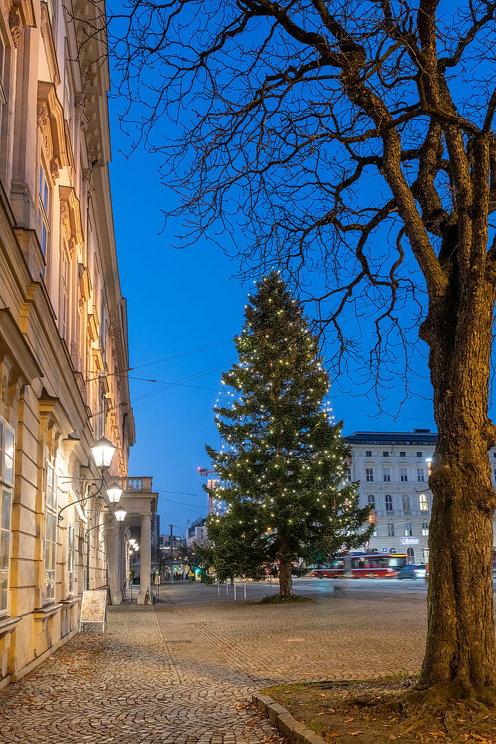Weihnachtsbaum