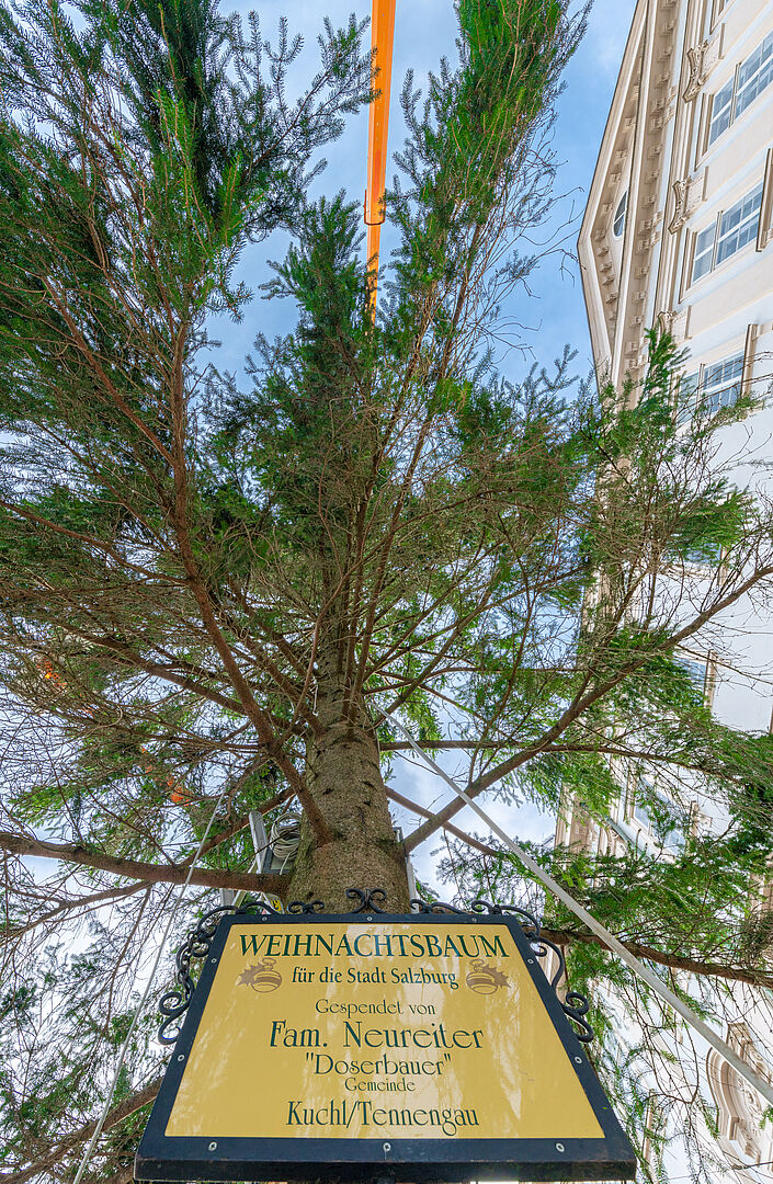 Baumansicht von unten mit Widmungstafel